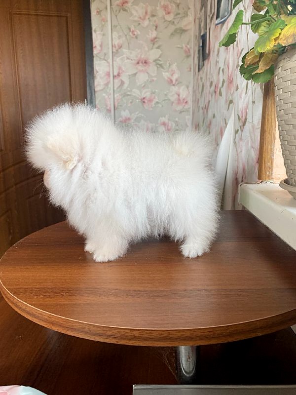 Kimmy Pomeranian Kimmy Pomeranian