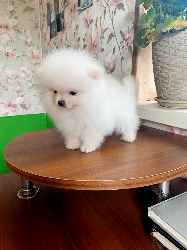 Kimmy Pomeranian Kimmy Pomeranian