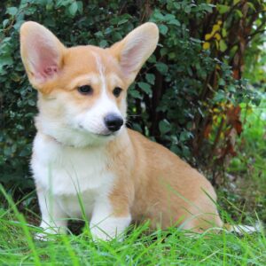 Klaus Welsh Corgi