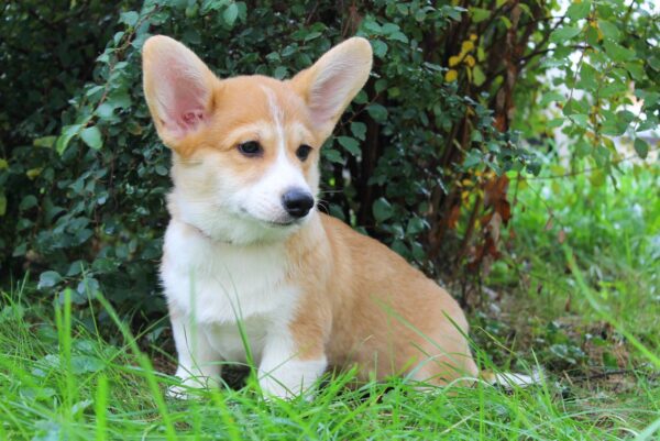 Klaus Welsh Corgi