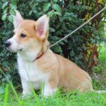 Klaus-male-Corgi-puppy-for-sale-2