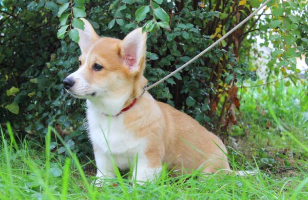 Klaus Welsh Corgi