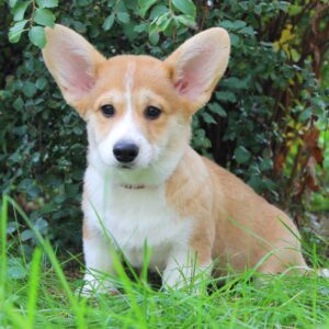 Klaus Welsh Corgi
