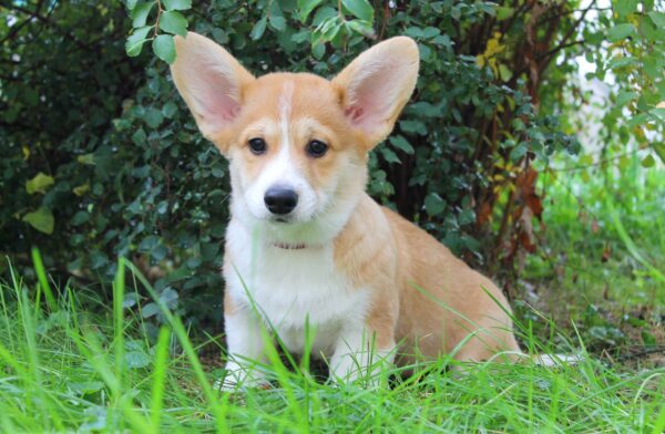 Klaus Welsh Corgi