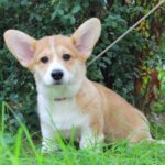 Klaus-male-Corgi-puppy-for-sale-4
