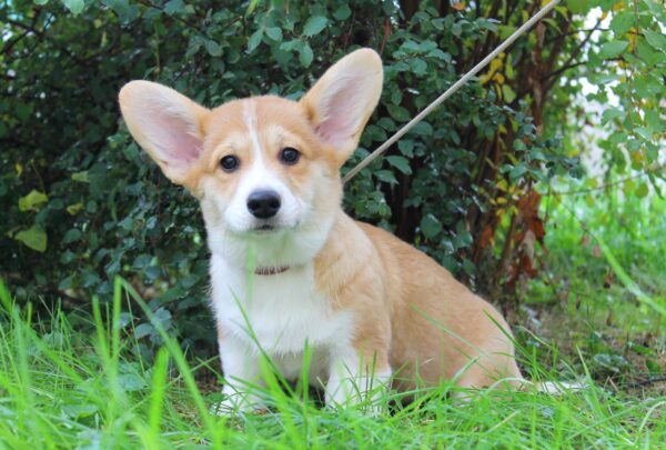 Klaus Welsh Corgi
