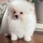 Kody-male-Pomeranian-puppy-for-sale-1