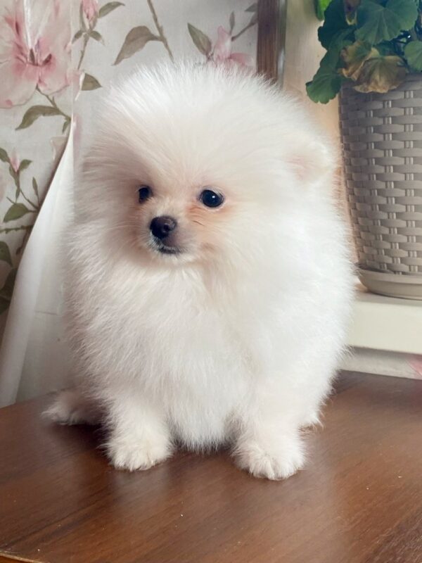 Kody Pomeranian Kody Pomeranian