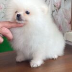 Kody-male-Pomeranian-puppy-for-sale-2