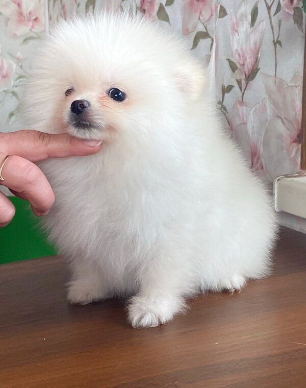 Kody Pomeranian Kody Pomeranian