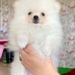 Kody-male-Pomeranian-puppy-for-sale-3