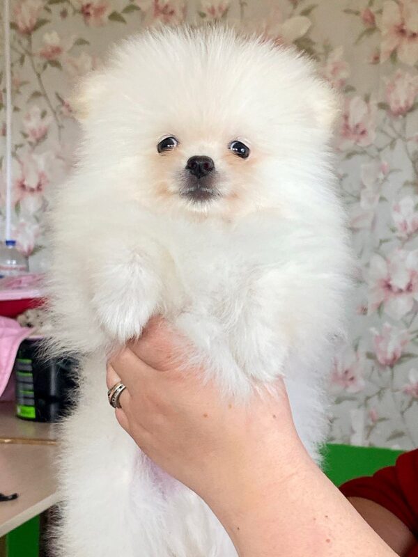 Kody Pomeranian Kody Pomeranian