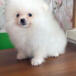 Kody-male-Pomeranian-puppy-for-sale-4