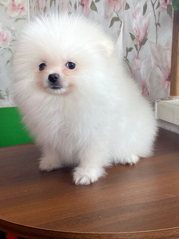 Kody Pomeranian Kody Pomeranian