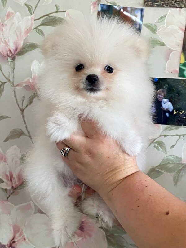 Kody Pomeranian Kody Pomeranian