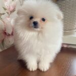 Kody-male-Pomeranian-puppy-for-sale-6
