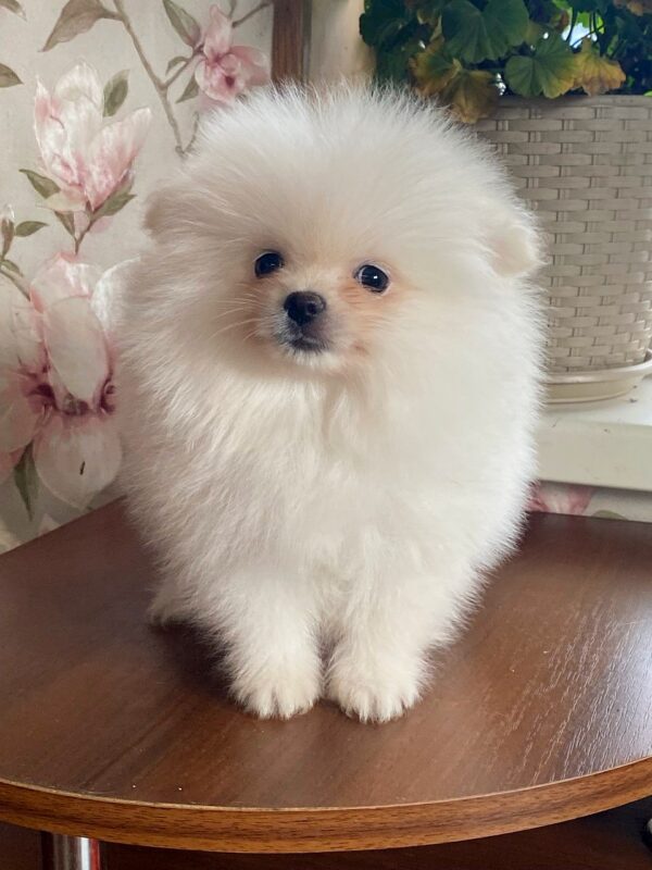 Kody Pomeranian Kody Pomeranian