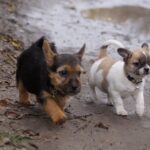 Krosh-male-Norwich-Terrier-puppy-for-sale-1