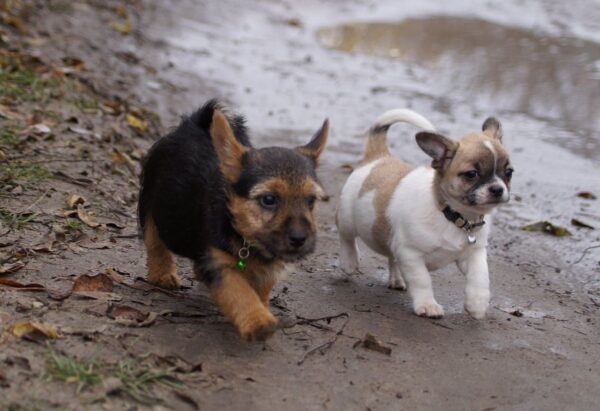 Krosh Norwich Terrier Krosh Norwich Terrier