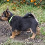 Krosh-male-Norwich-Terrier-puppy-for-sale-2