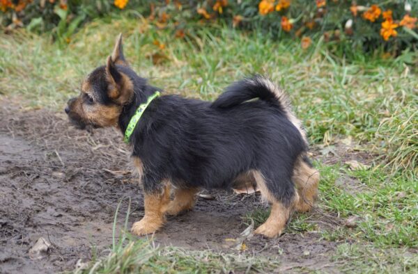 Krosh Norwich Terrier Krosh Norwich Terrier