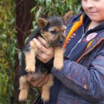 Krosh-male-Norwich-Terrier-puppy-for-sale-3