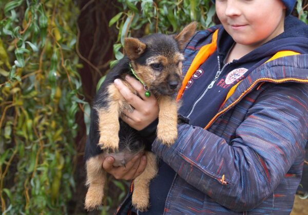 Krosh Norwich Terrier Krosh Norwich Terrier