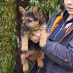 Krosh-male-Norwich-Terrier-puppy-for-sale-4