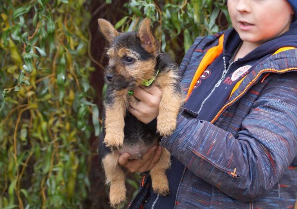 Krosh Norwich Terrier Krosh Norwich Terrier