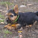 Krosh-male-Norwich-Terrier-puppy-for-sale-5