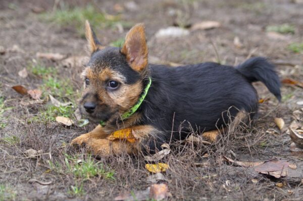 Krosh Norwich Terrier Krosh Norwich Terrier