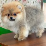 Lance-male-Pomeranian-puppy-for-sale-1