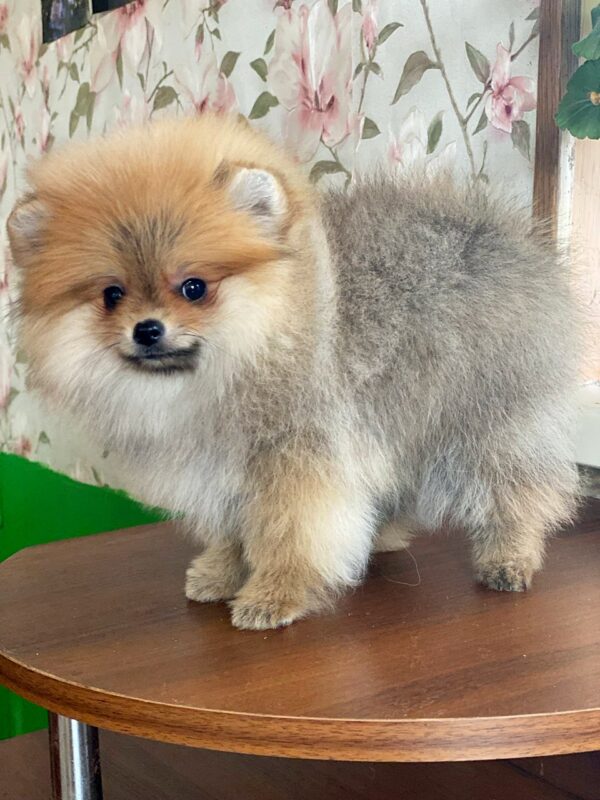 Lance Pomeranian Lance Pomeranian