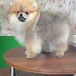 Lance-male-Pomeranian-puppy-for-sale-2
