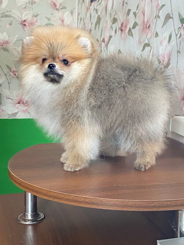 Lance Pomeranian Lance Pomeranian