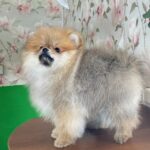Lance-male-Pomeranian-puppy-for-sale-3