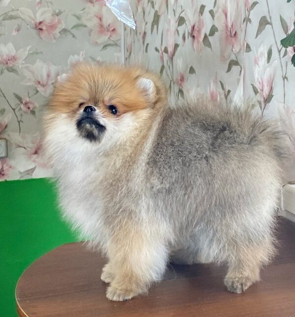 Lance Pomeranian Lance Pomeranian