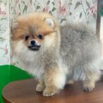 Lance-male-Pomeranian-puppy-for-sale-4