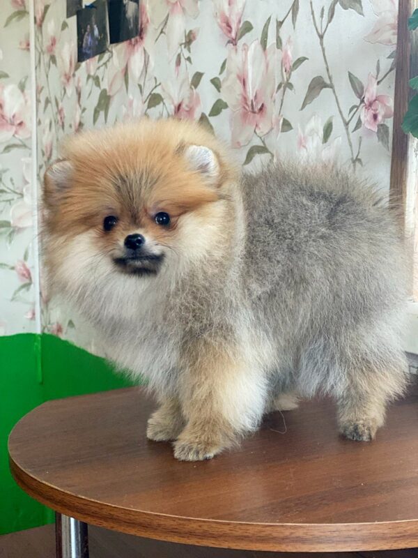 Lance Pomeranian Lance Pomeranian