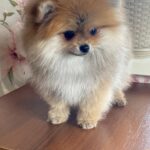Lance-male-Pomeranian-puppy-for-sale-5