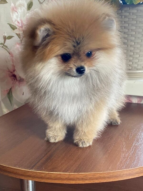 Lance Pomeranian Lance Pomeranian