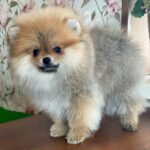 Levi Pomeranian