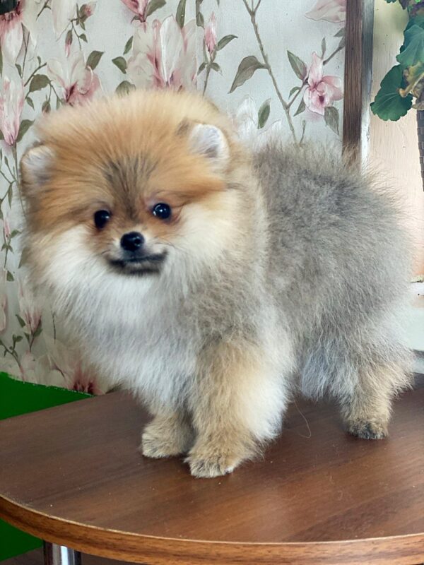 Lance Pomeranian Lance Pomeranian