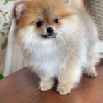 Lance-male-Pomeranian-puppy-for-sale-7