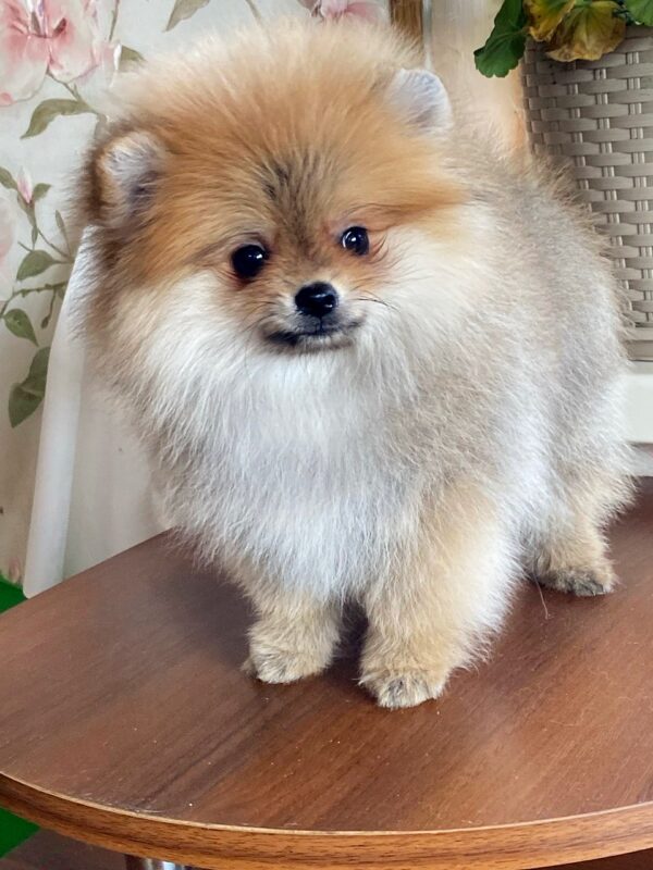 Lance Pomeranian Lance Pomeranian