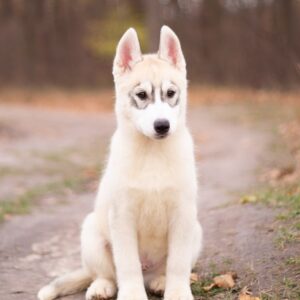 Leaf Siberian Husky