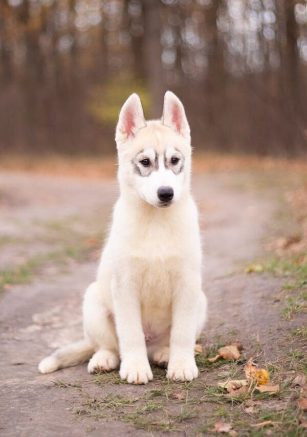 Leaf Siberian Husky