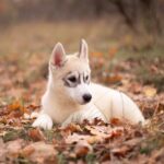 Leaf-male-Siberian-husky-puppy-for-sale-2