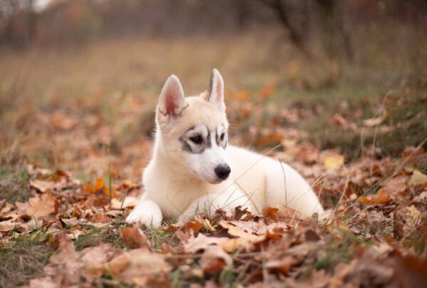 Leaf Siberian Husky