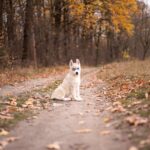 Leaf-male-Siberian-husky-puppy-for-sale-3